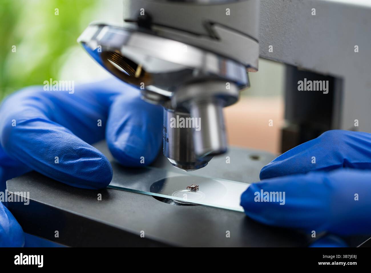 Microscope Hand Scratch Gloved hands positioning a microscope slide with a tick under the lens ...