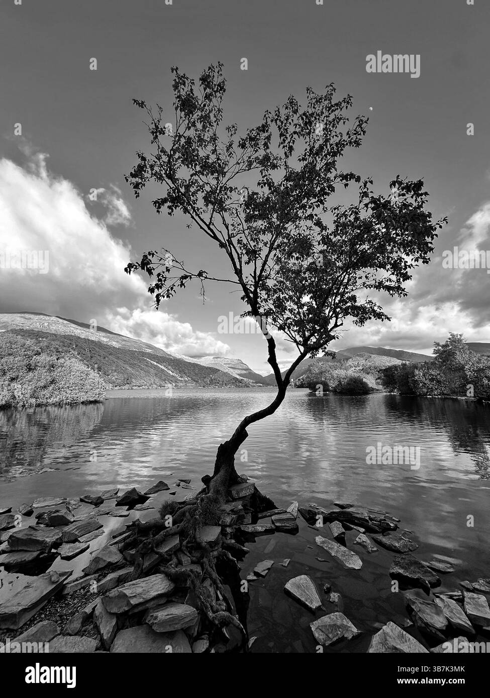 Monochrome image of the lone tree by Llyn Padarn in Snowdonia, Wales, with moody sky and mountain reflections in calm lake water. - Smartphone Captured Stock Image