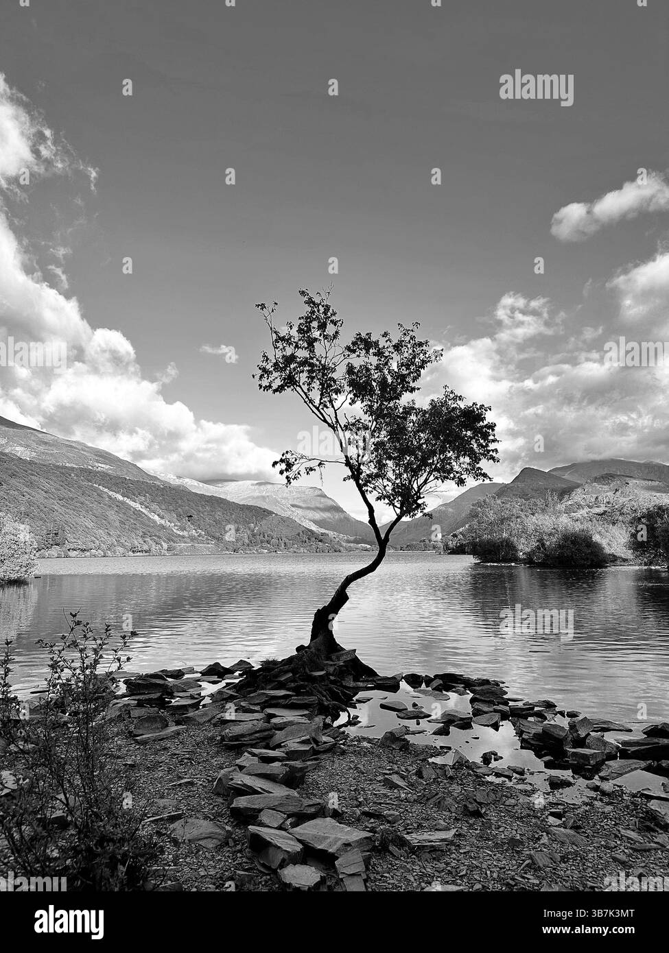 Monochrome image of the lone tree by Llyn Padarn in Snowdonia, Wales, with moody sky and mountain reflections in calm lake water. - Smartphone Captured Stock Image