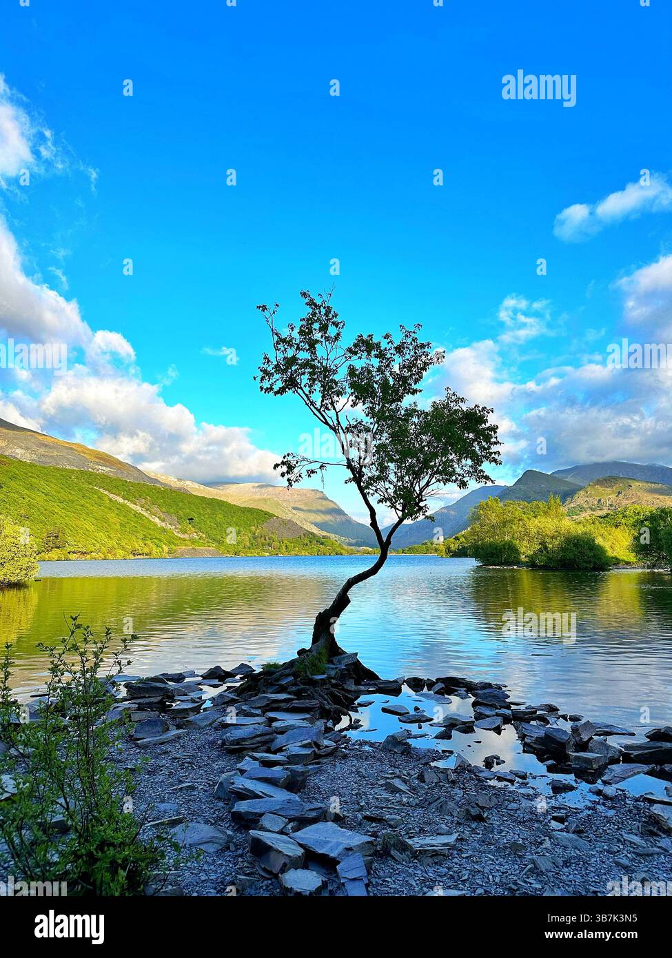 Lone tree by Llyn Padarn, Snowdonia, on a sunny day with bright blue sky, calm lake water, and mountain reflections. - Smartphone Captured Stock Image