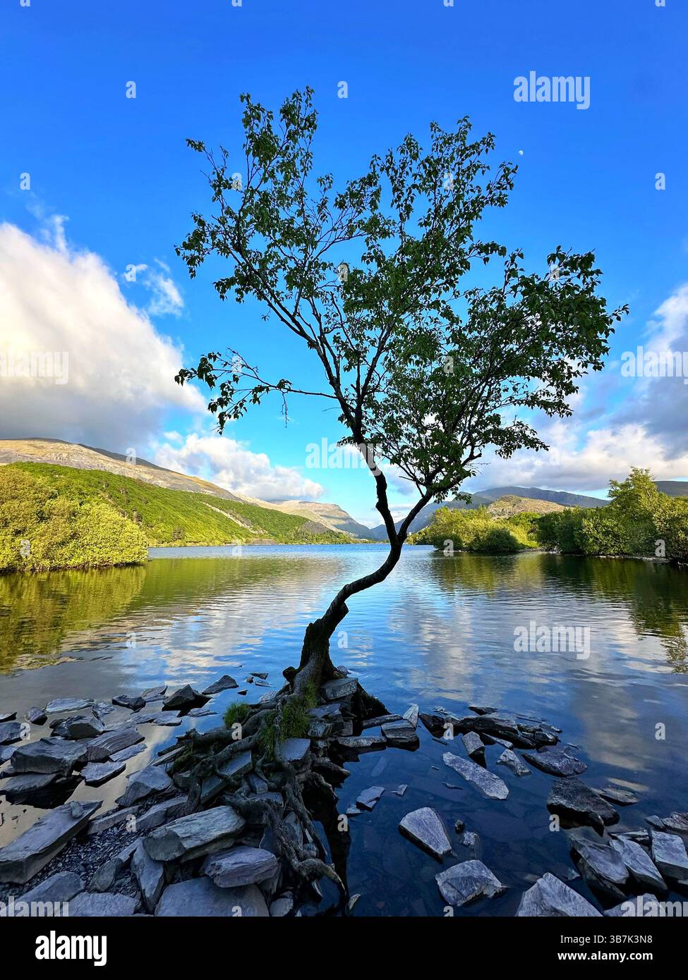 Lone tree by Llyn Padarn, Snowdonia, on a sunny day with bright blue sky, calm lake water, and mountain reflections. - Smartphone Captured Stock Image