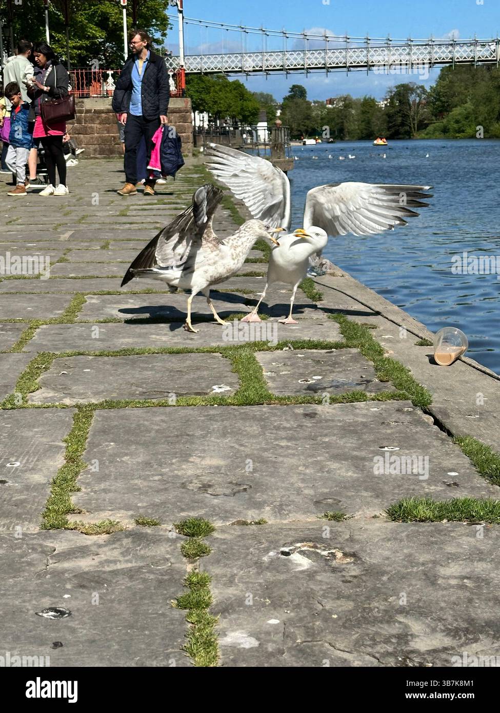 Seagulls squabbling on the banks of River Dee with the Queen's Park Suspension Bridge and pedestrians in the background. Chester England May 3 2025 - Smartphone Captured Stock Image Seagulls squabbling on the banks of River Dee with the Queen's Park Suspension Bridge and pedestrians in the background. Chester England May 3 2025 - Smartphone Captured Stock Image