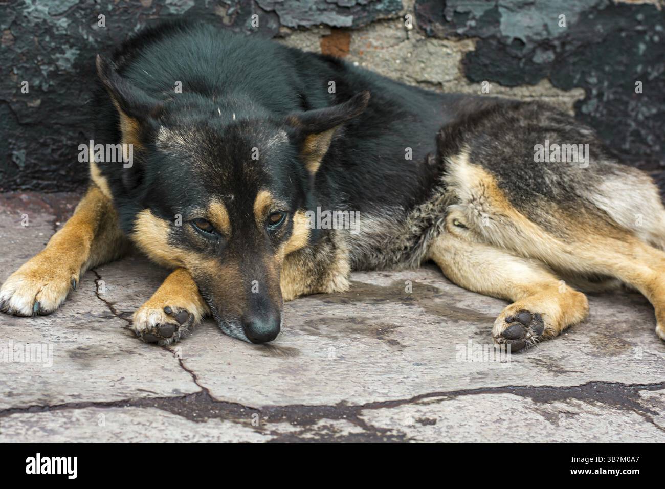 Lonely dog with a sad look lying on the pavement.selective focus Stock Photo