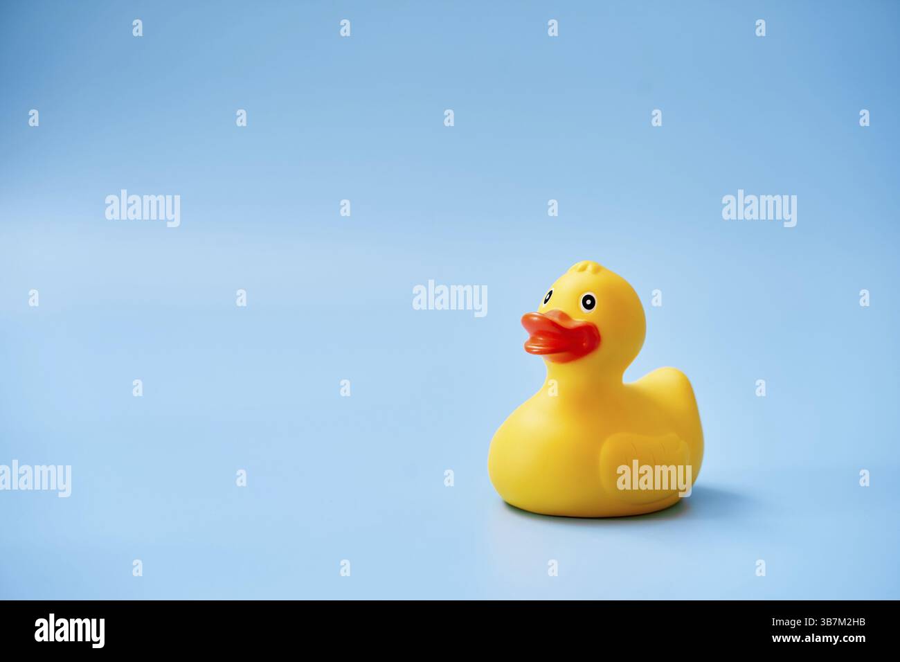 Isolated yellow rubber duck with a copy space on a blue background ...