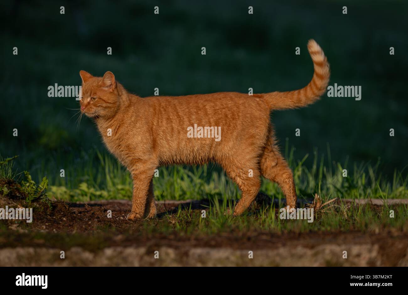 Red hair cat male in spring fresh morning in east Bohemia small village Stock Photo