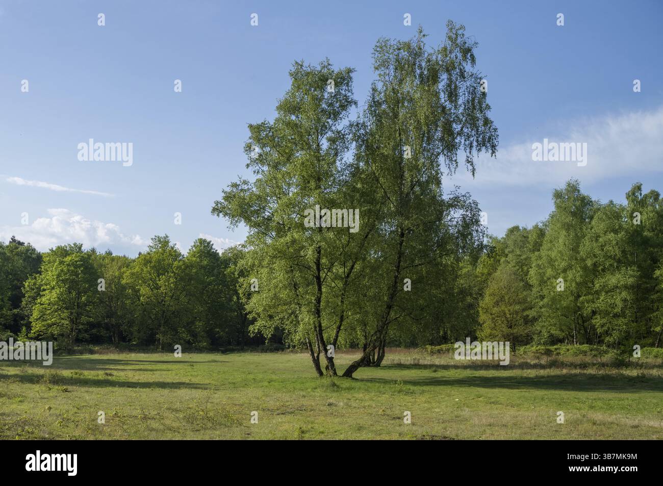 Birch trees growing in a green meadow under a blue sky, creating a peaceful and idyllic nature scene Stock Photo