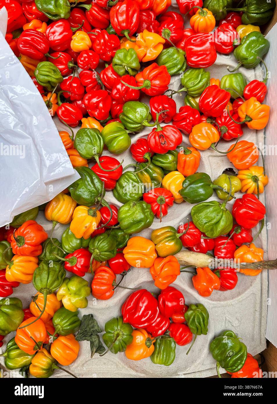 flat lay top down shot of a tray of brightly coloured miniature peppers red yellow orange & green market stall in santa cruz de tenerife market spain - Smartphone Captured Stock Image