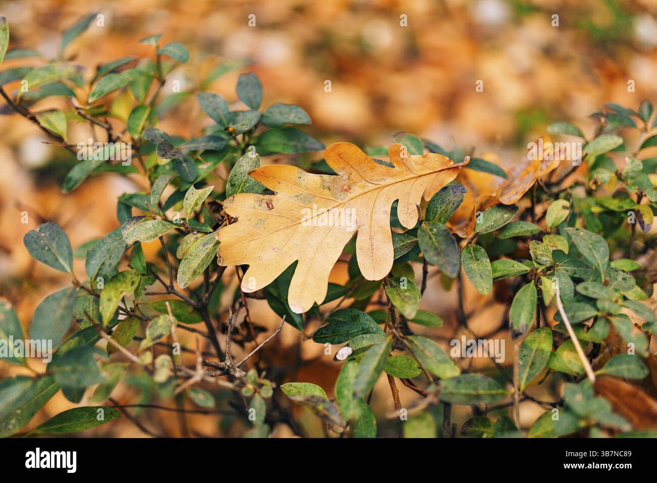 Texture of autumn leaves. Yellow oak leaf litter on the floor in the park or forest. fallen oak leaves Stock Photo