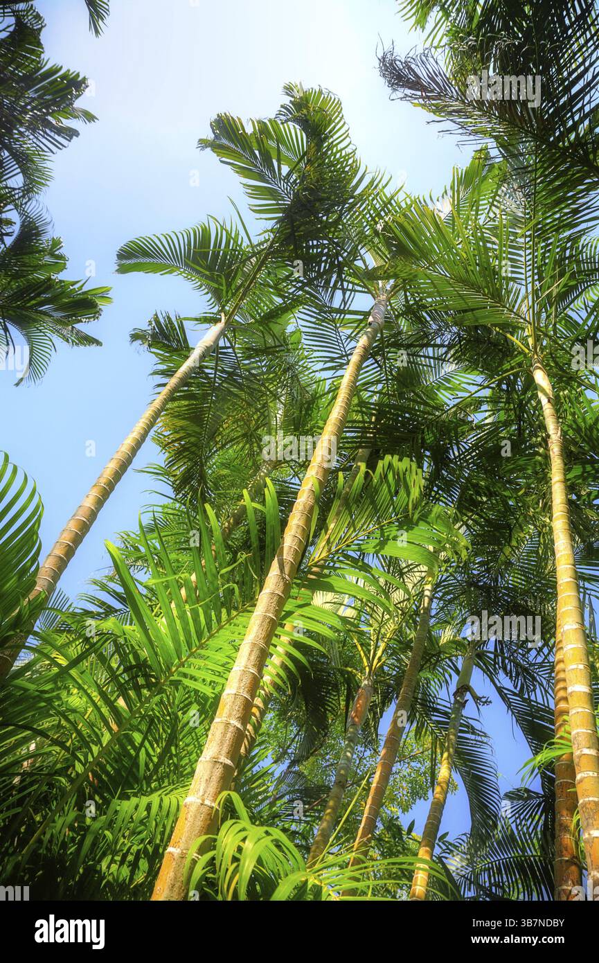 Tropical forest with areca palm (Areca catechu Stock Photo - Alamy