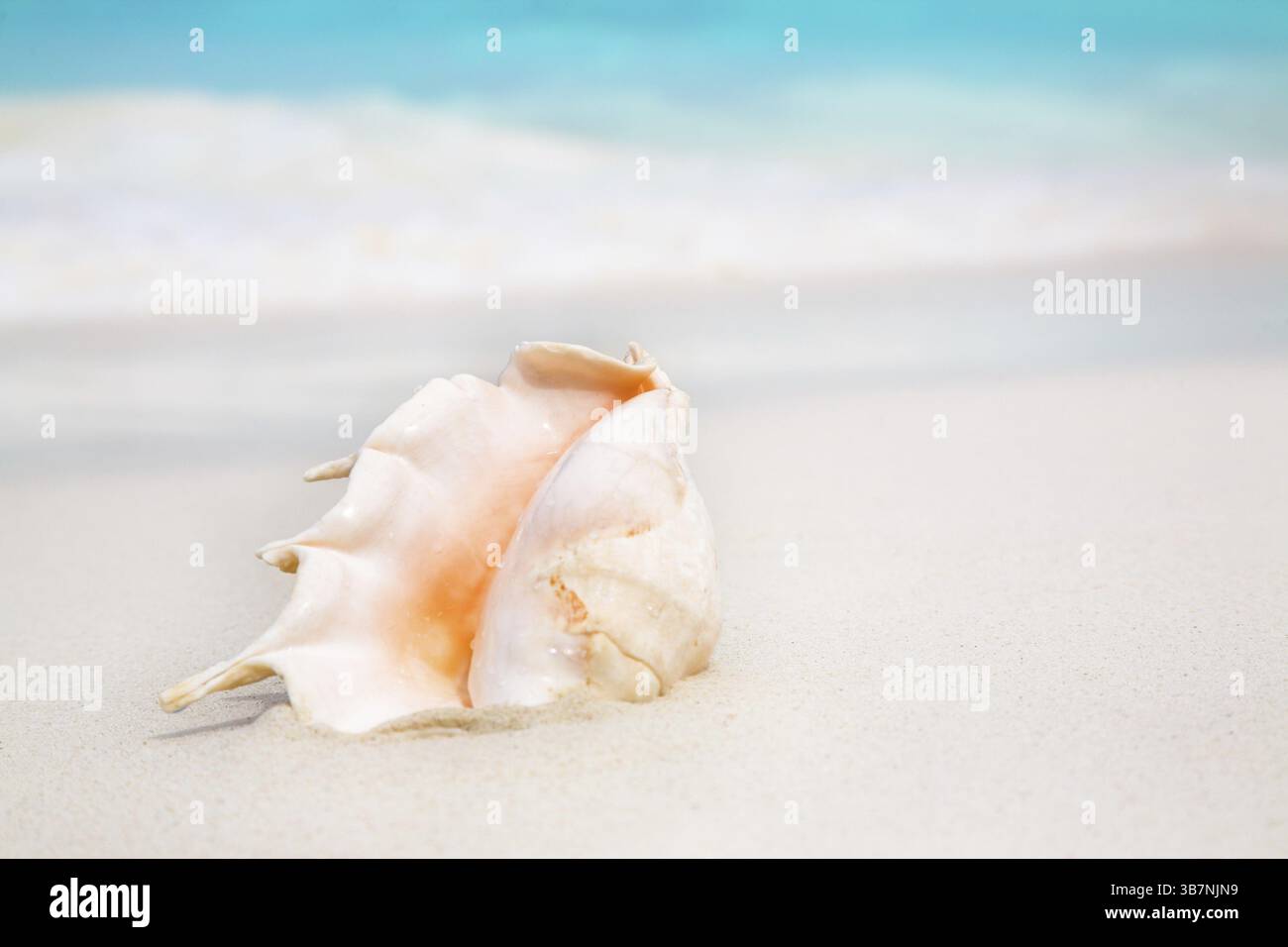 Shells Nice One Beaches in nice hi-res stock photography and images - Alamy