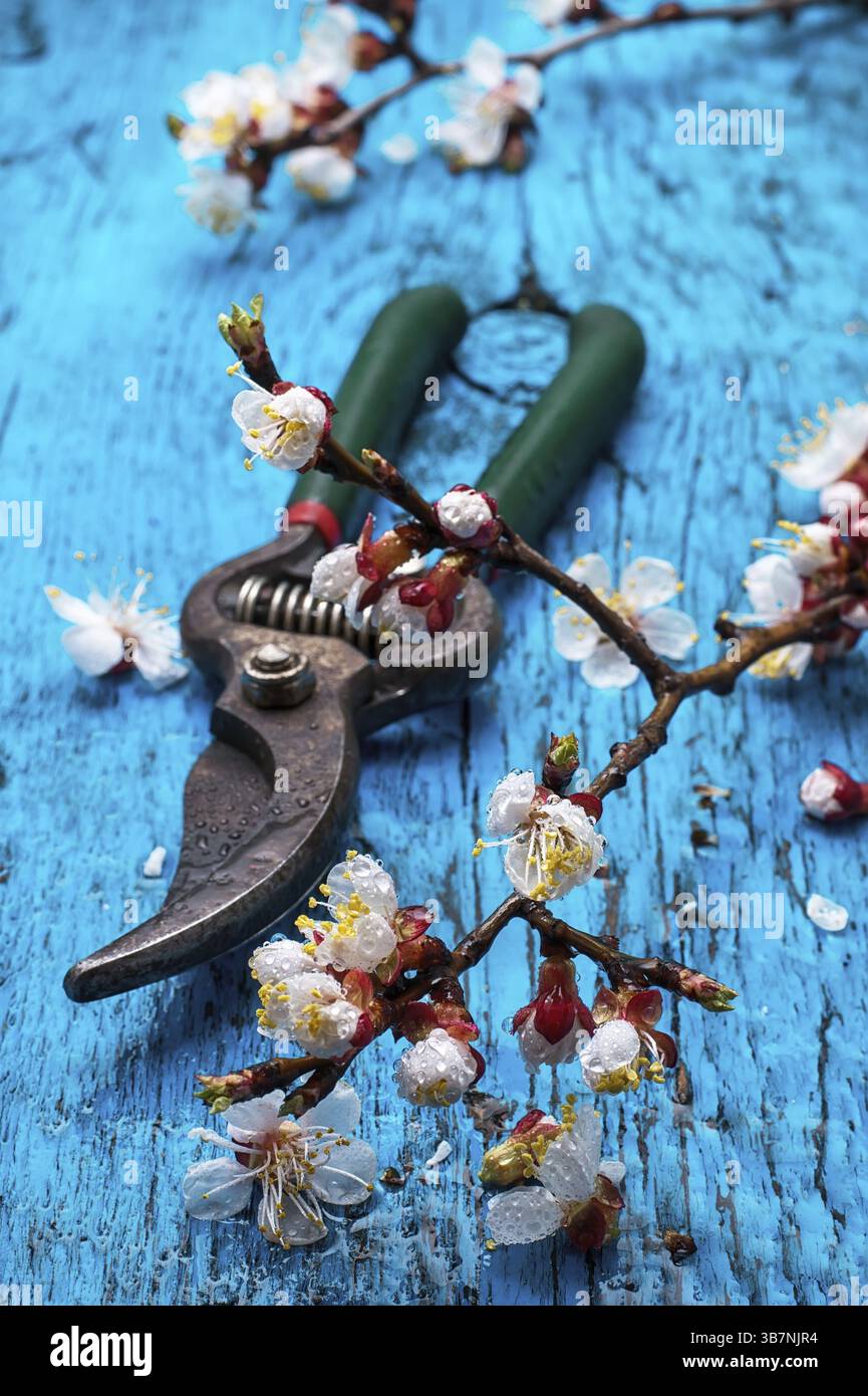 Garden tools amid flowering branches spring apricot Stock Photo - Alamy
