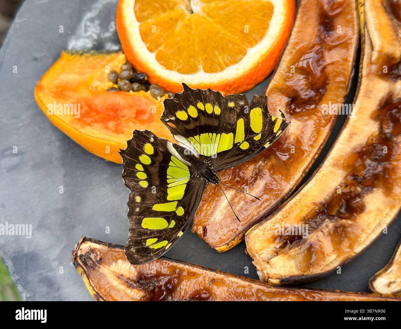Siproeta stelenes (malachite) is a Neotropical brush-footed butterfly (family Nymphalidae) feeding on oranges fruit - Smartphone Captured Stock Image