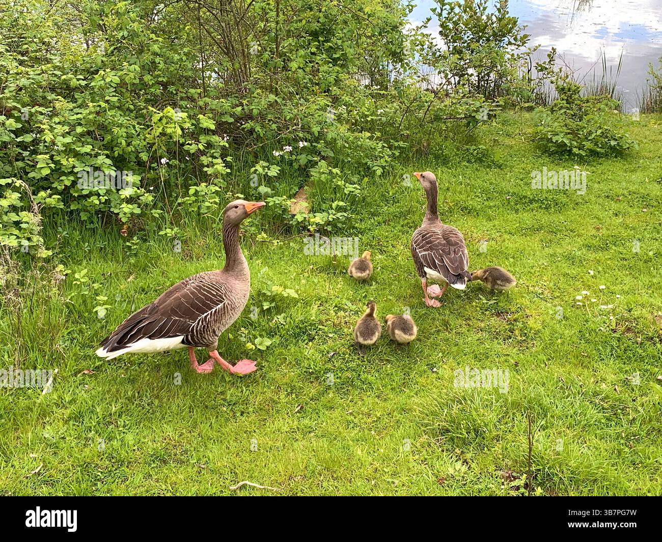 Duck Geese baby ducks ducking ducklings baby babies outside river bank parents mum and dad walk swim swimming feathers lake river play playing - Smartphone Captured Stock Image
