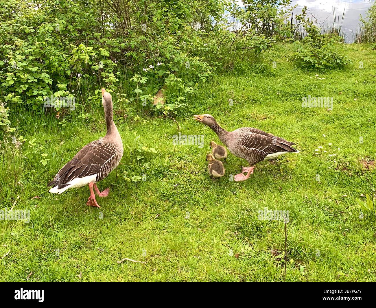 Duck Geese baby ducks ducking ducklings baby babies outside river bank parents mum and dad walk swim swimming feathers lake river play playing - Smartphone Captured Stock Image