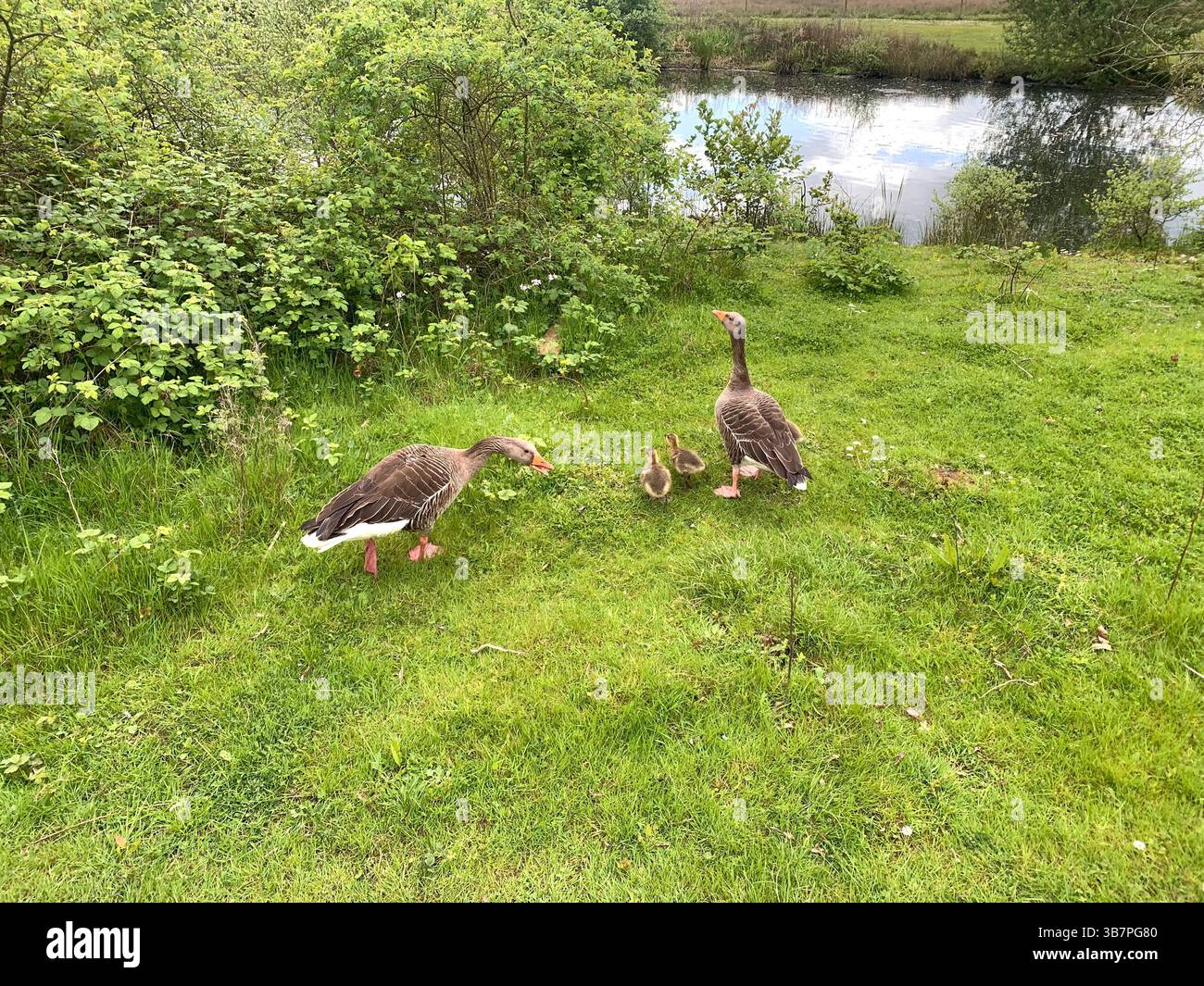 Duck Geese baby ducks ducking ducklings baby babies outside river bank parents mum and dad walk swim swimming feathers lake river play playing - Smartphone Captured Stock Image