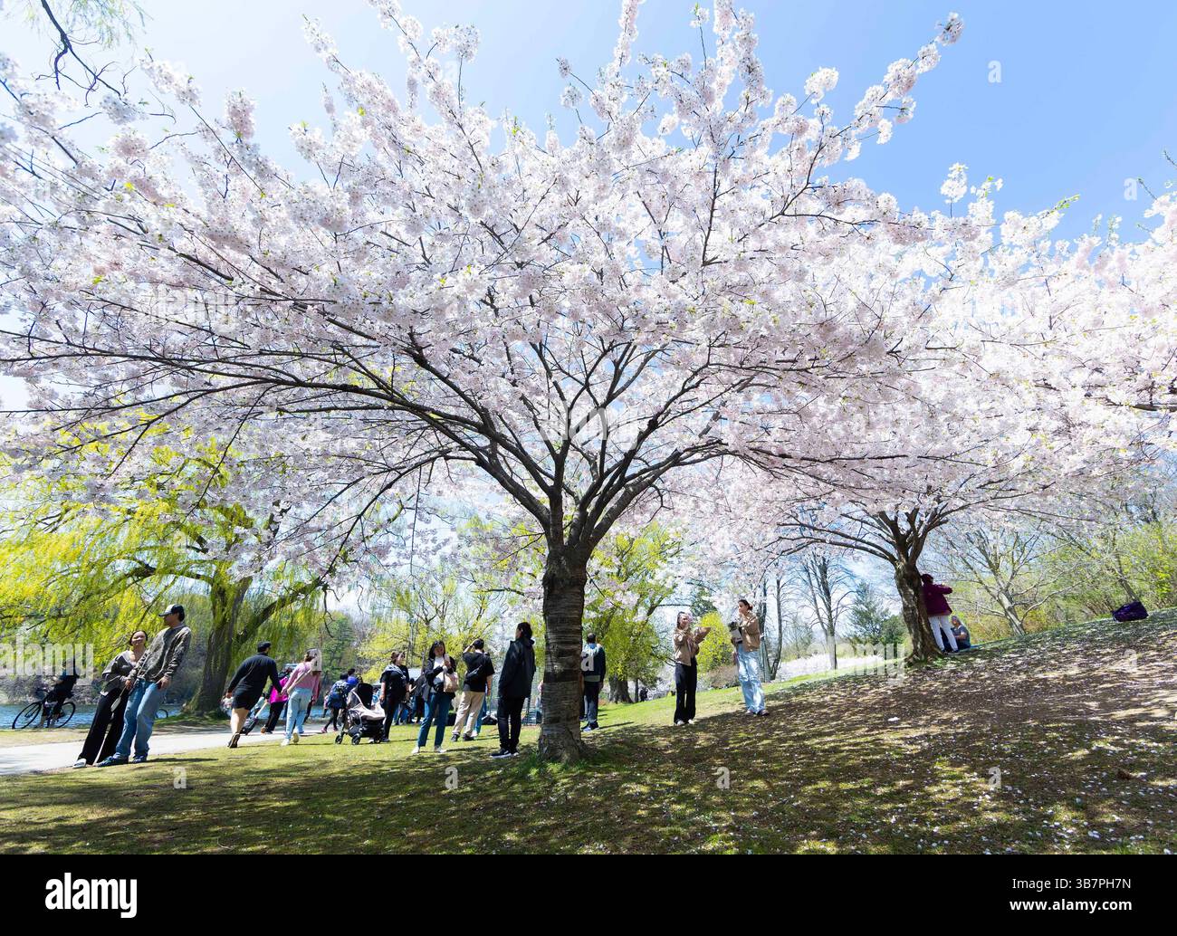 Toronto cherry blossoms 2025 hi-res stock photography and images - Alamy