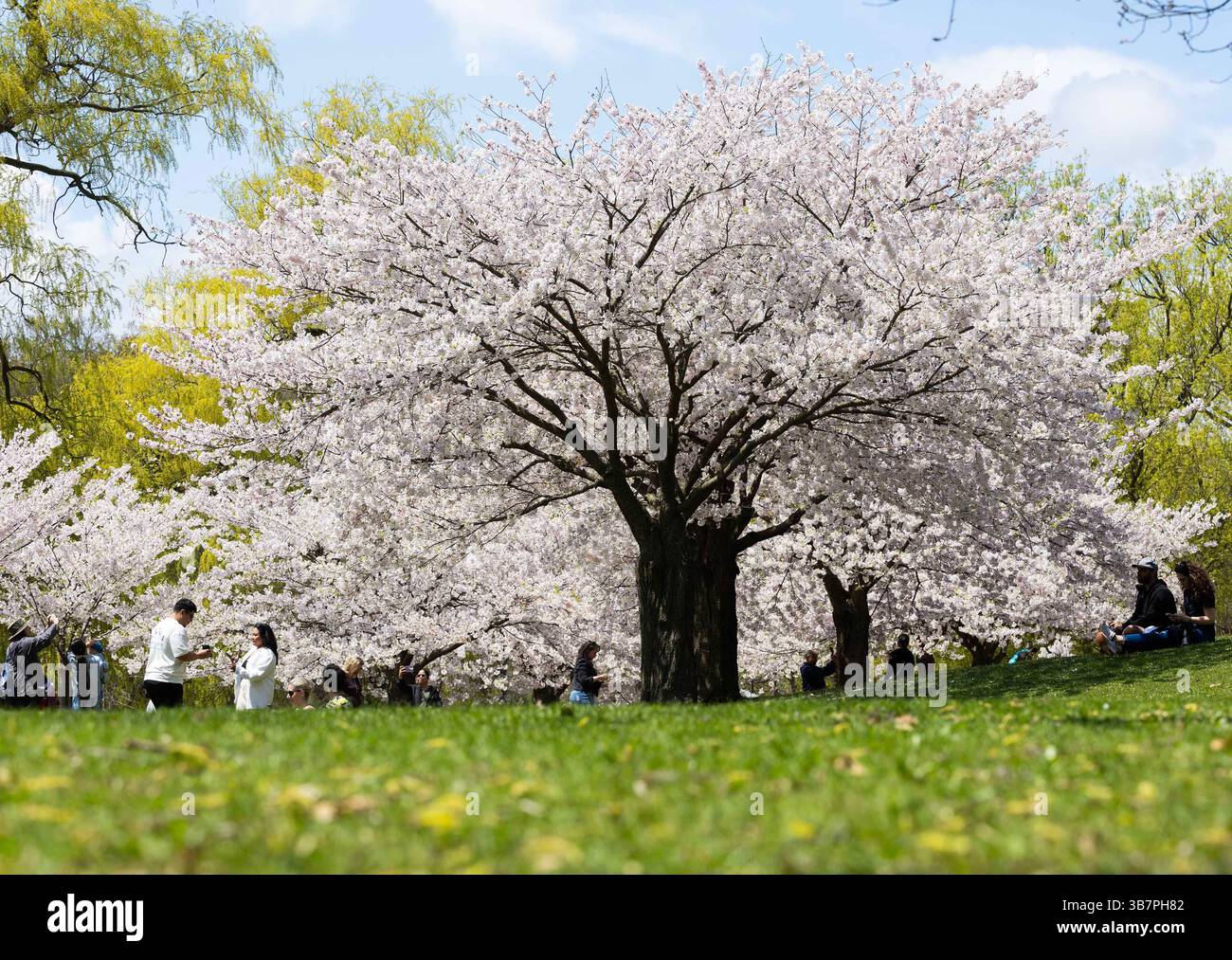 Toronto cherry blossoms 2025 hi-res stock photography and images - Alamy