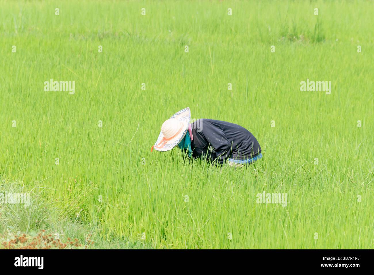 A rice worker weeding is often an ongoing process throughout the ...