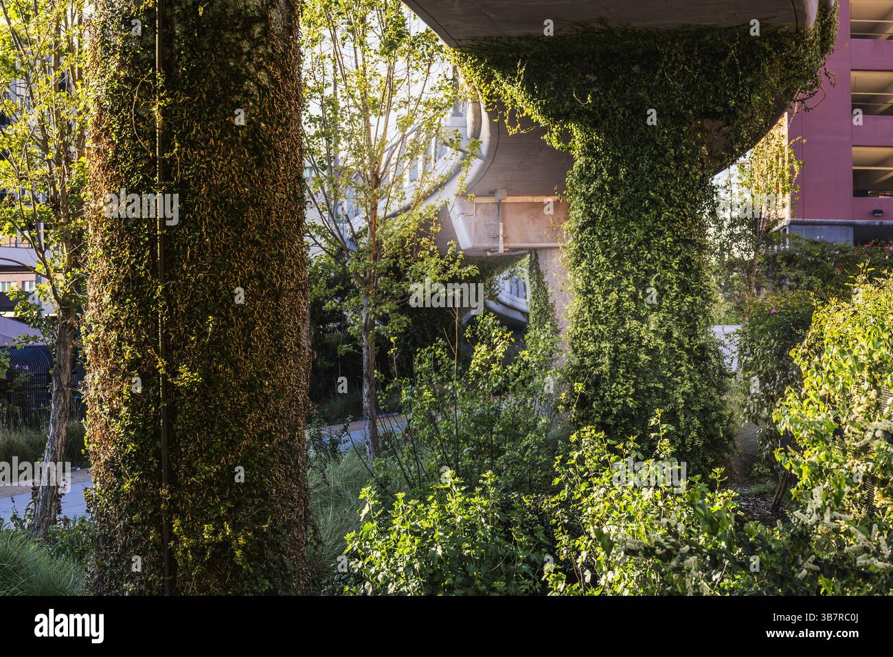 Overgrown Greenery Enveloping Bridge Structure in California Stock ...