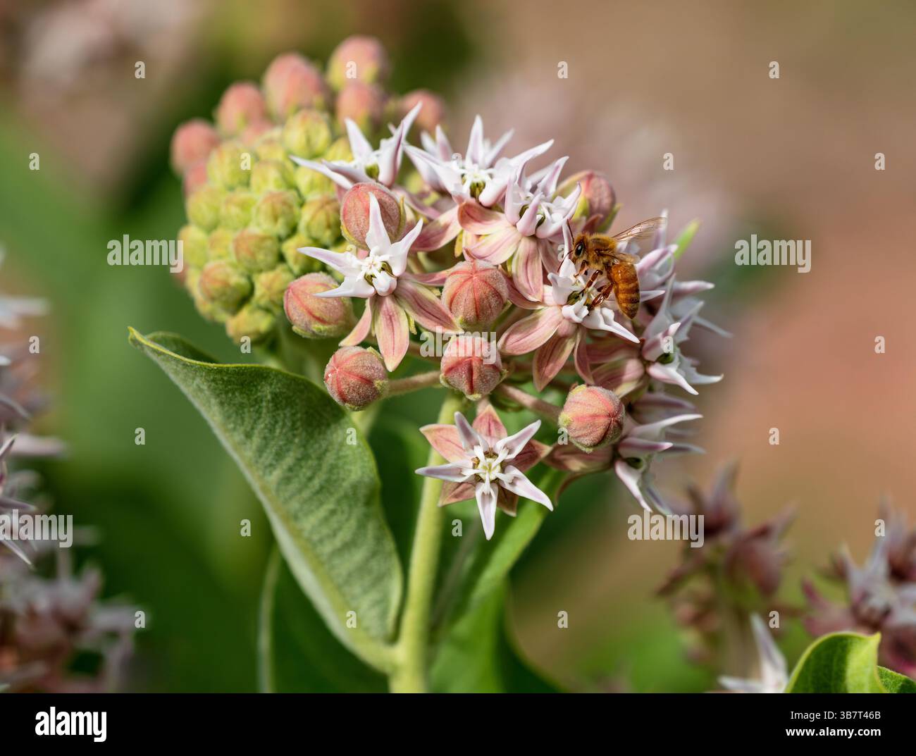 A Showy Milkweed plant (Asclepias speciosa) with a pollinating honeybee on one of its blooming flower heads. Close up view. Stock Photo
