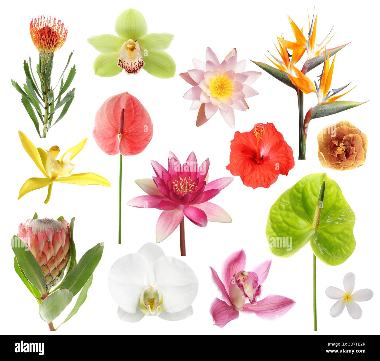 Beautiful tropical flowers isolated on white, set Stock Photo - Alamy