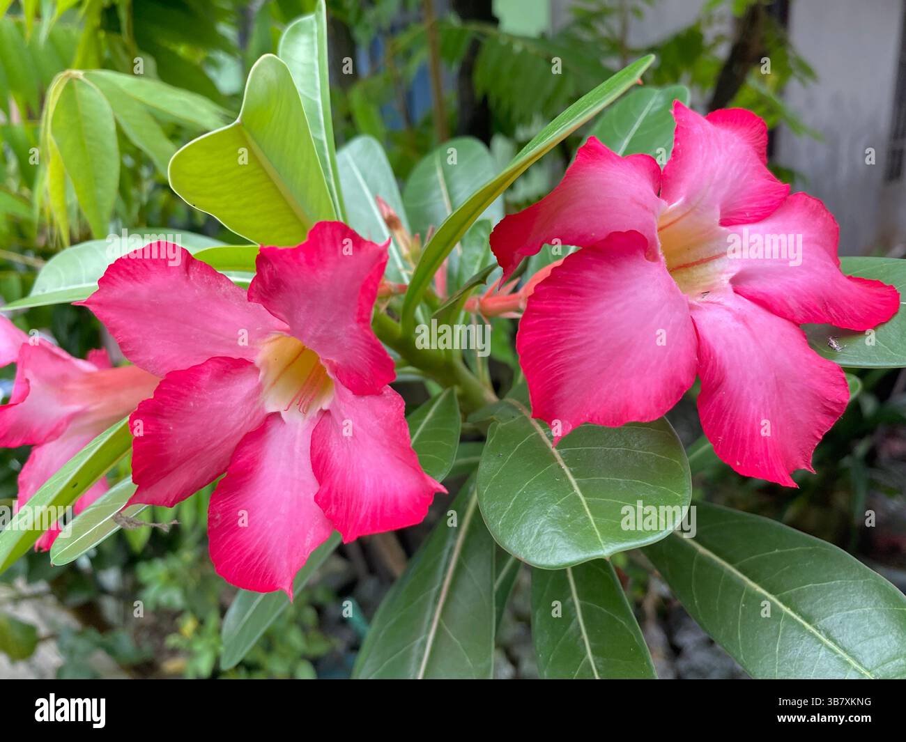 Frangipani Flowers with Creative layout made of green leaves and purple flowers. The layout is flat. Nature concept - Smartphone Captured Stock Image
