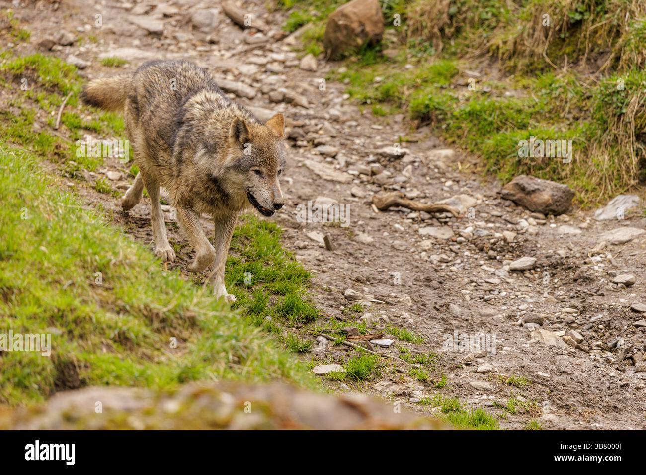 Alpine Wolves Tierwelt, Wolf 2025-04-26, AUT: Wölfe in der Alpenregion. *** Wildlife ...