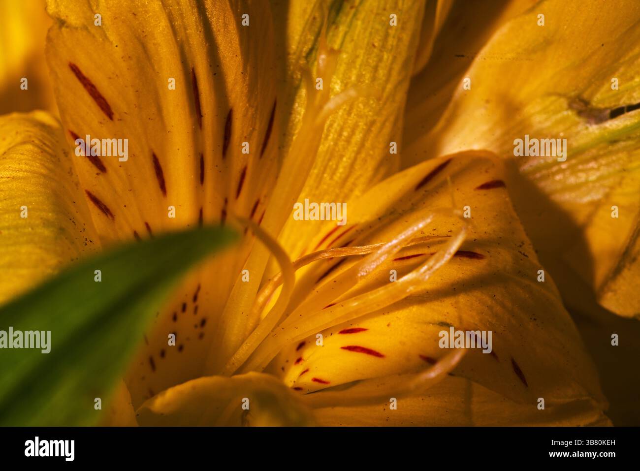Macro lily stargazer flower petals artful still life, accentuating ...