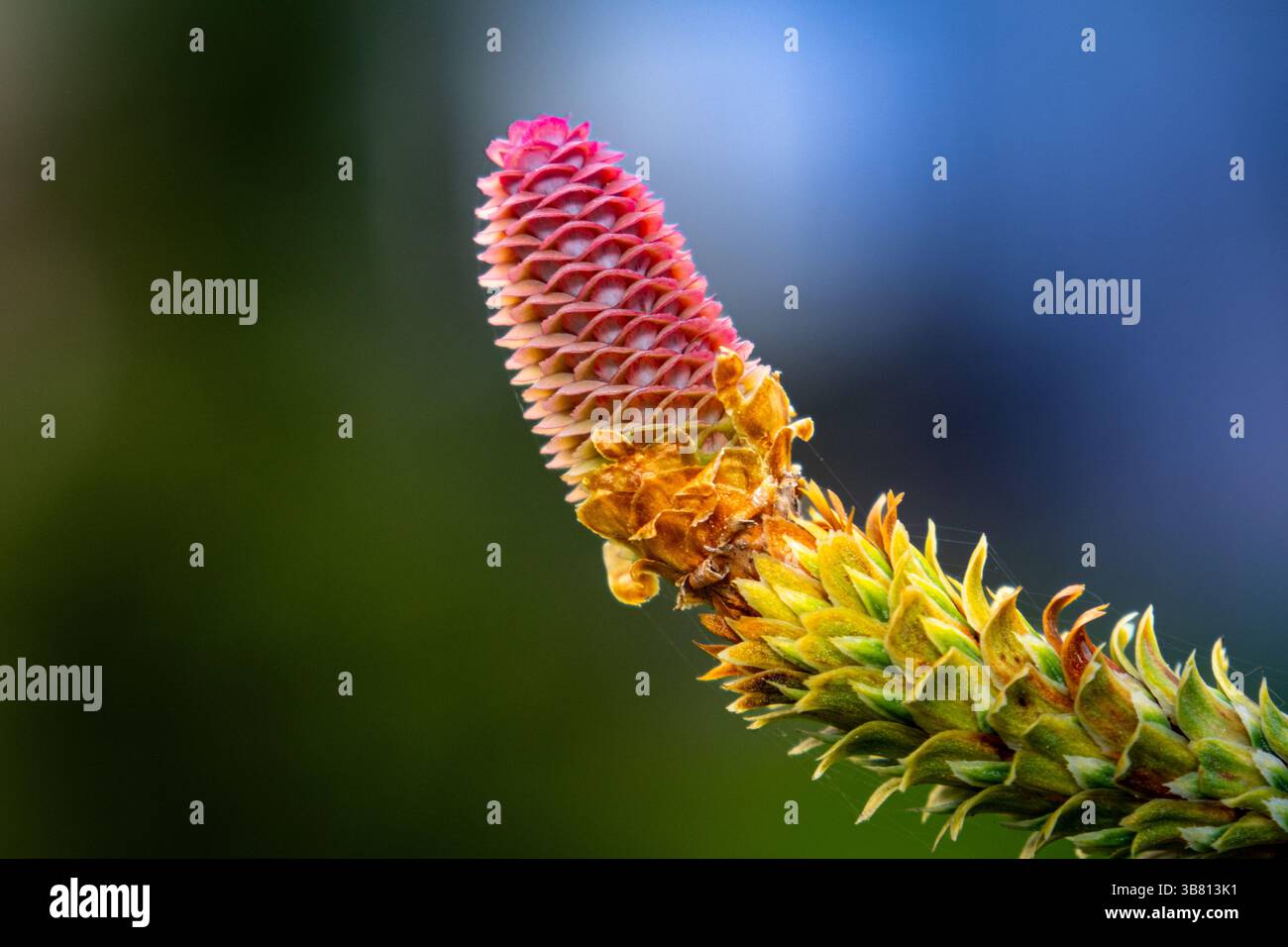 Pink Cones. Young Seed Structures on a Coniferous Branch Stock Photo