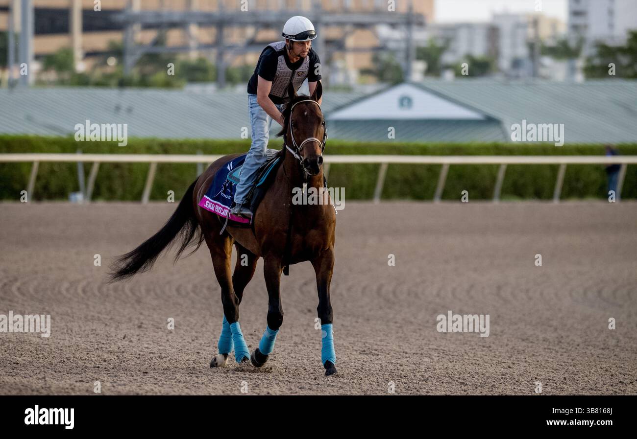 January 24, 2024, Hallandale Beach, Fl, USA: January 24, 2024: during morning workouts during preparations for the Pegasus World Cup at Gulfstream Park in Hallandale Beach, Florida. Scott Serio/Eclipse Sportswire/CSM (Credit Image: Stock Photo