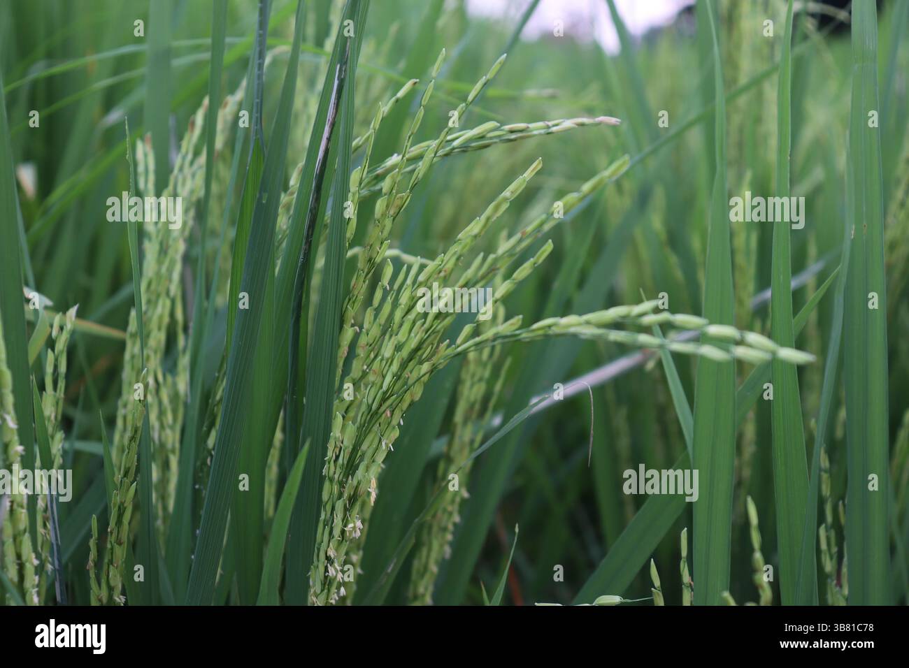 This close up showcases young paddy rice stalks still green, standing ...