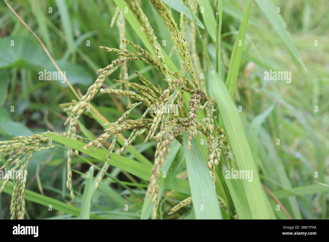 An intricate close up shot exhibits the natural beauty of rice panicles ...