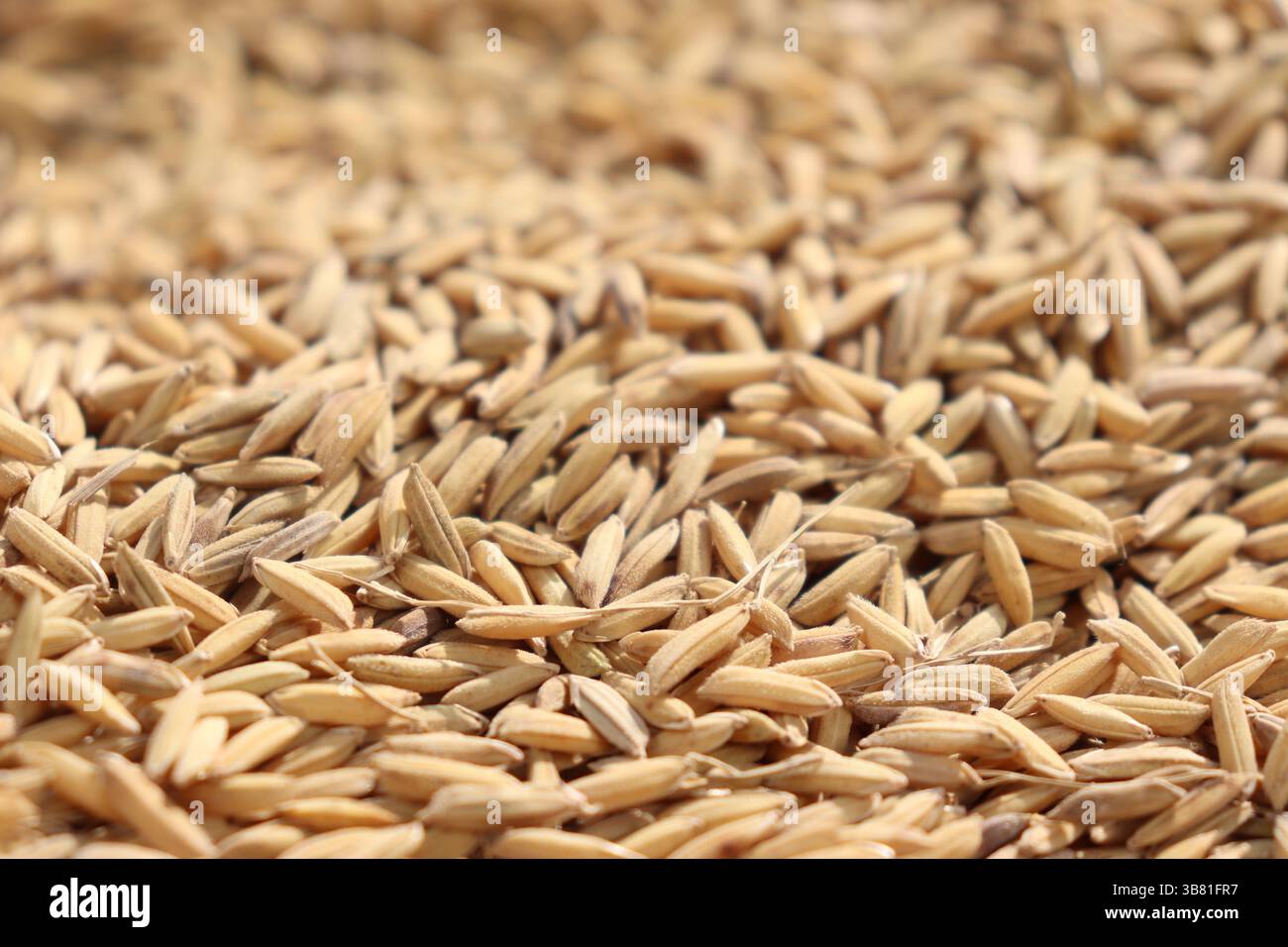 Close up captures a multitude of golden paddy grains, showcasing ...