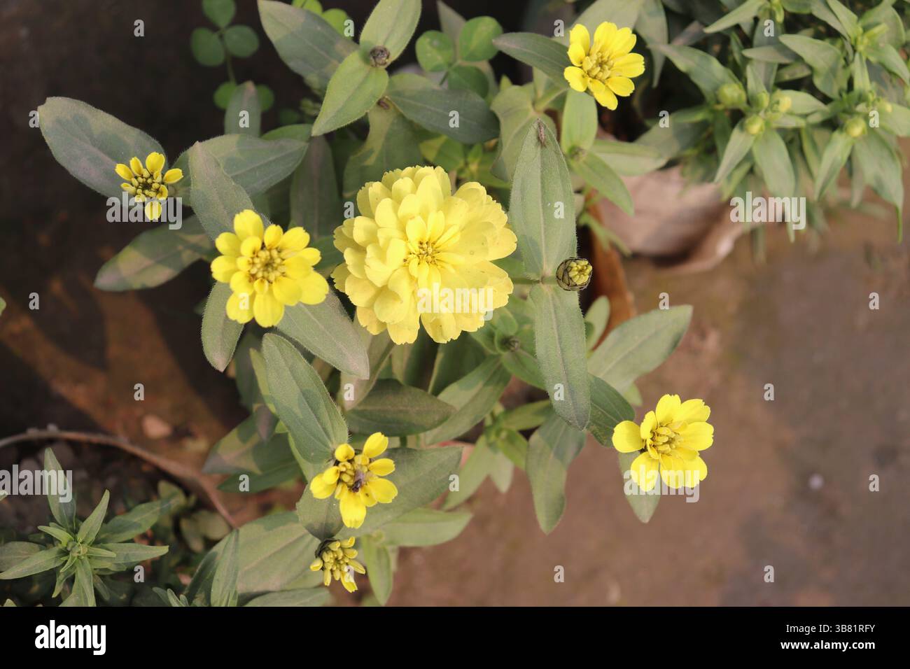 Displaying a cluster of bright yellow zinnia flowers with a prominent bloom, surrounded by vibrant green leaves, and set in an earthy garden pot. Stock Photo