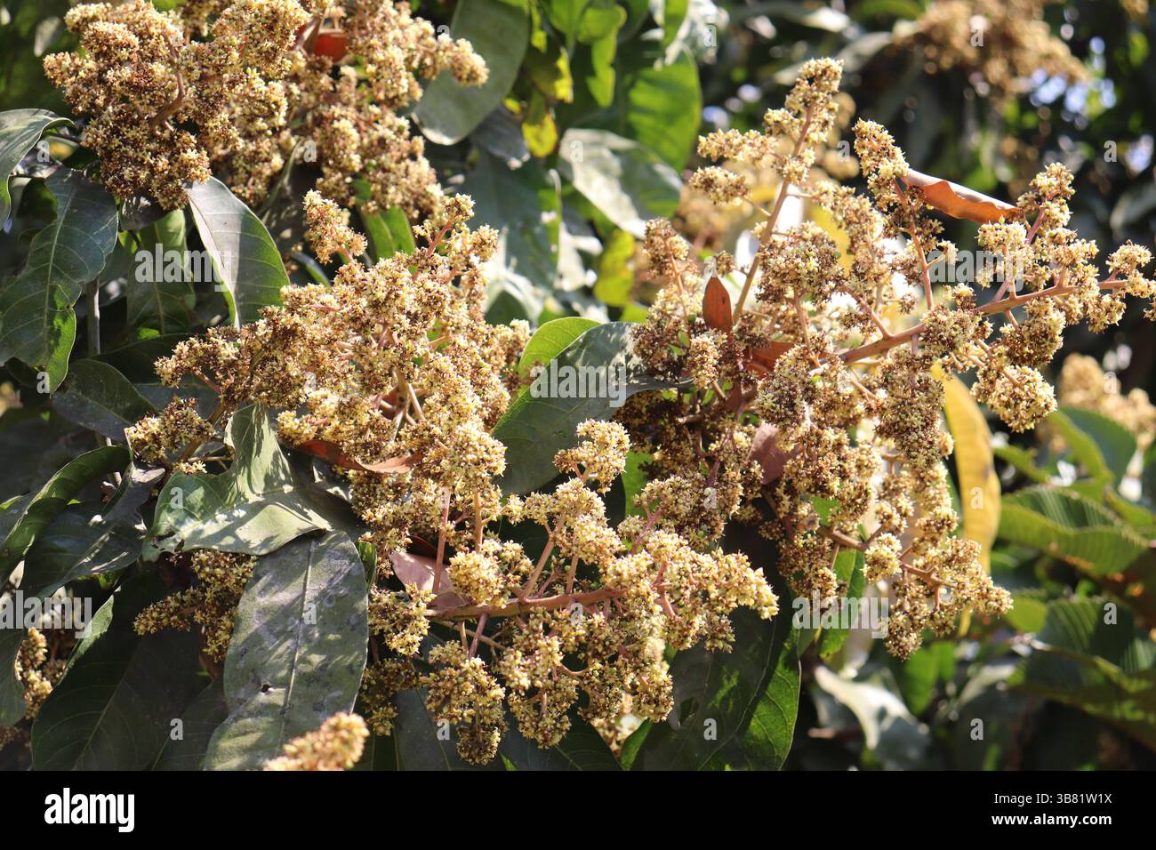Mango Tree Development Sunlit mango tree shows dense clusters of creamy blossoms and vibrant ...