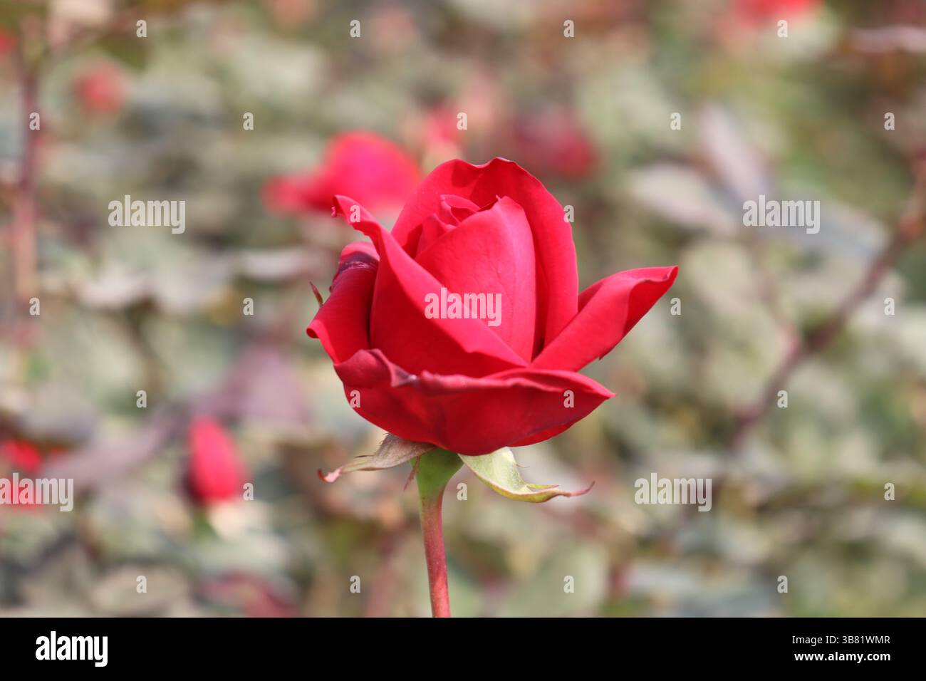 Elegant red rose displays hi-res stock photography and images - Alamy