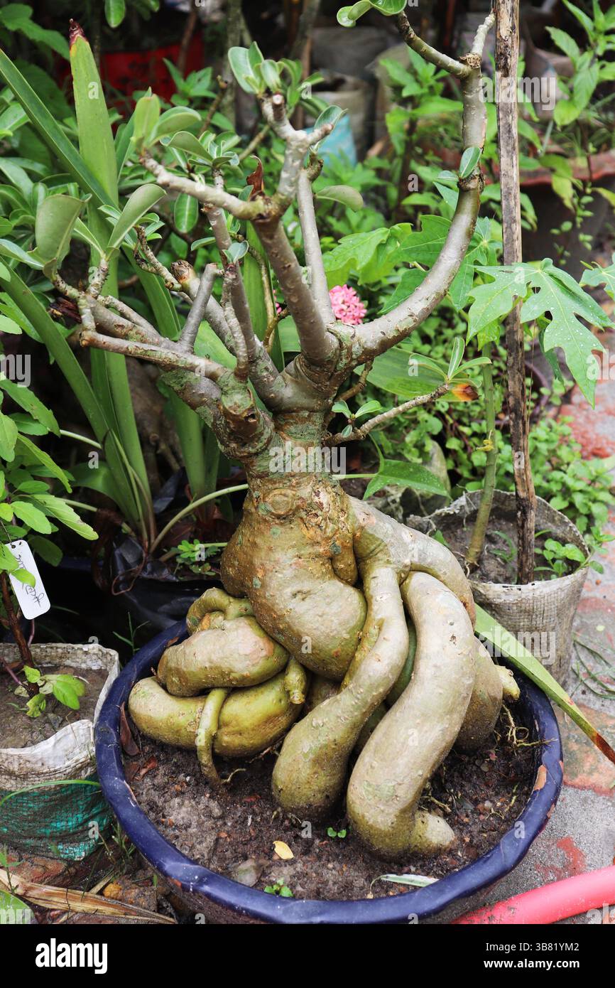 Thick stem displays hi-res stock photography and images - Alamy