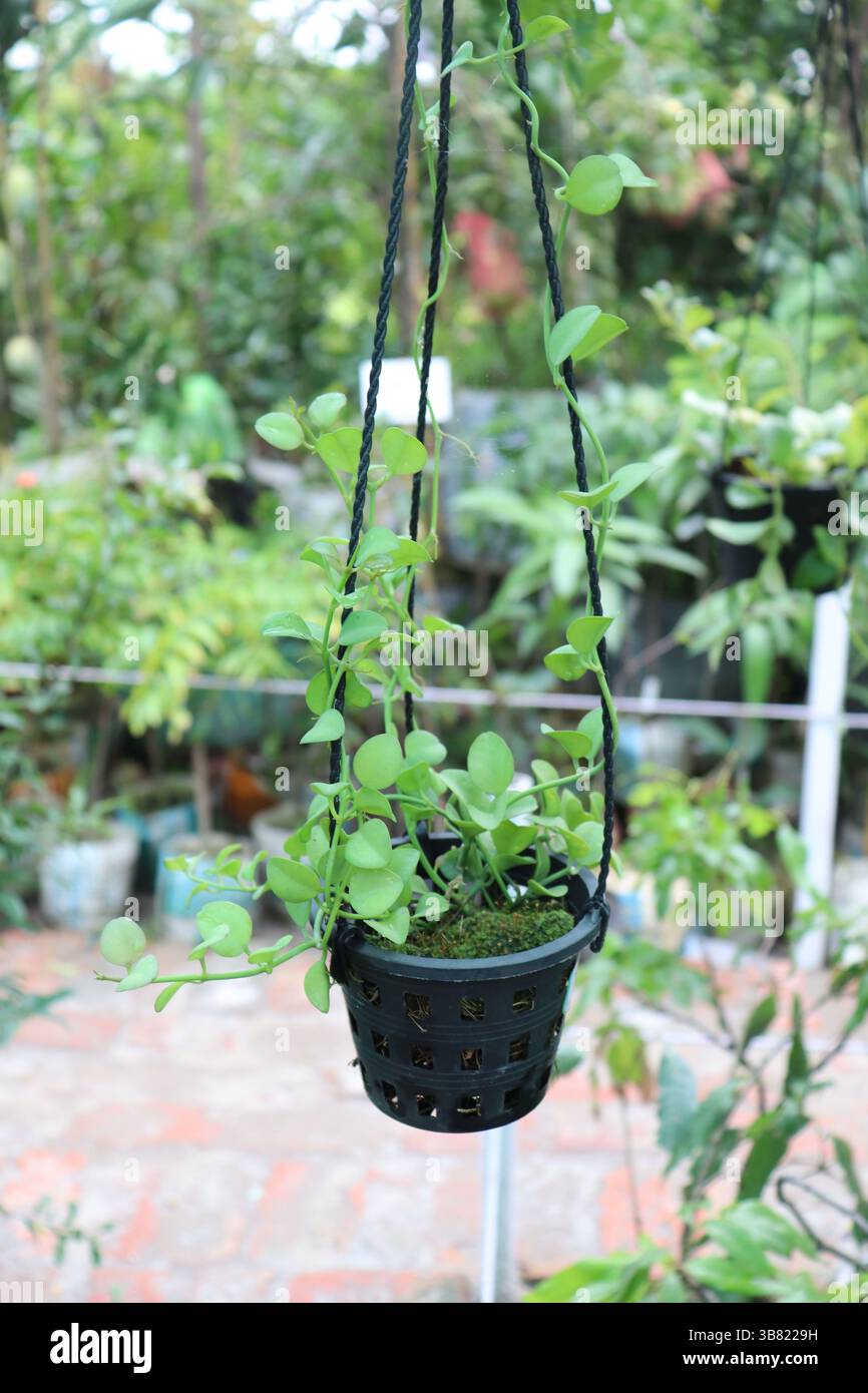 Heartleaf philodendron hi-res stock photography and images - Alamy