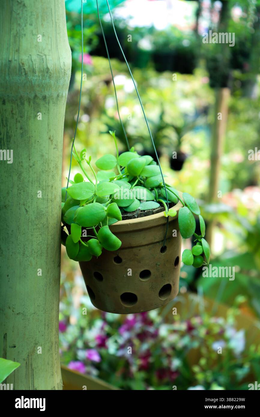 Vine Display Potted orchid plant displays hi-res stock photography and images - Alamy