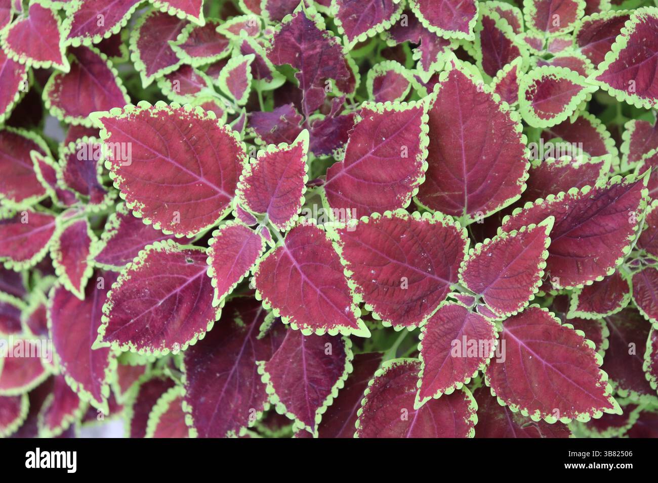Coleous Red Close-up captures of the striking deep red leaves of a Coleus plant ...