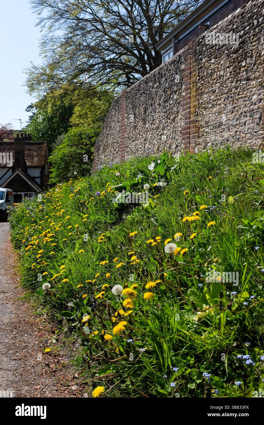 Wild flowers including dandelions growing on verge in Dog Lane Steyning , West Sussex , England UK 2025 -  : Credit Simon Dack Stock Photo