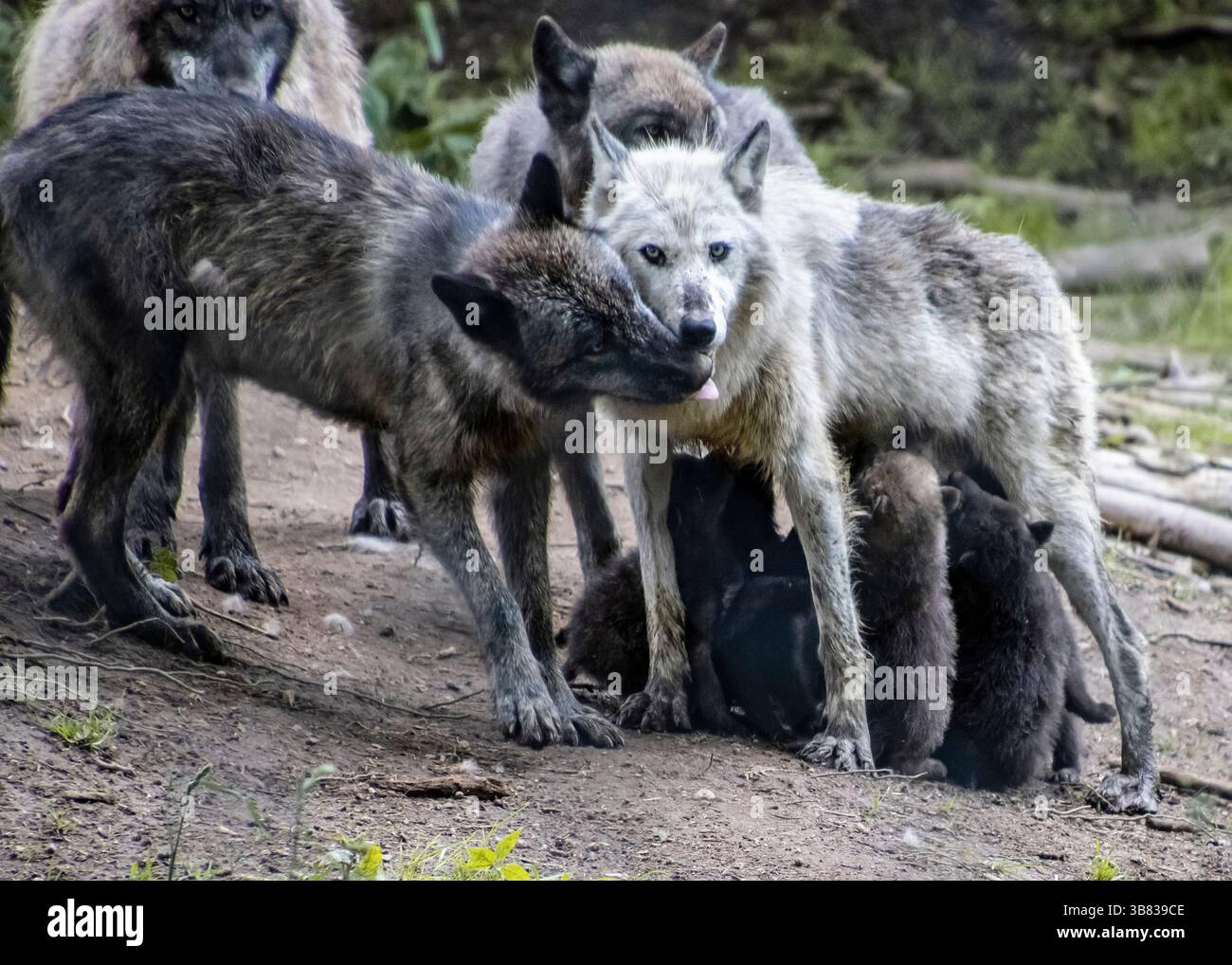 Nurturing behaviors hi-res stock photography and images - Alamy
