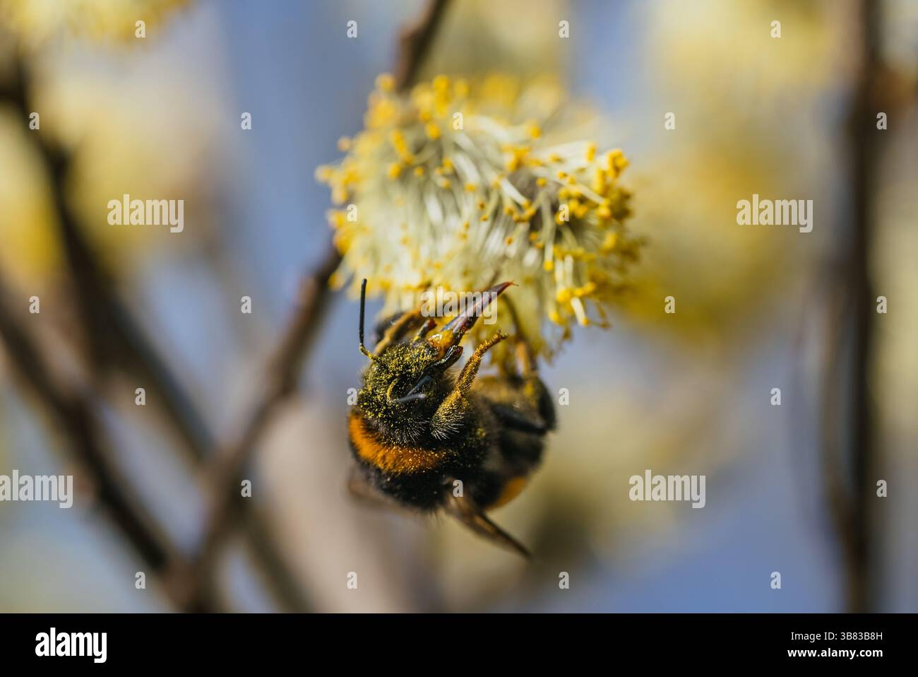 Close-up of a bumblebee diligently collecting pollen from a delicate willow flower, showcasing the essential role of pollinators in springtime ecosystem Stock Photo