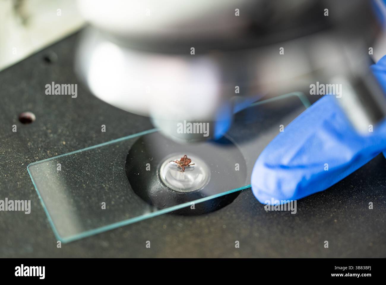 Microscope Hand Scratch Gloved hand positions a microscope slide containing a tick under the ...