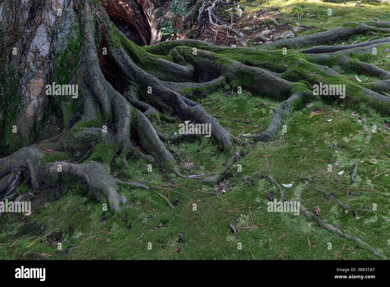 Wide view of exposed tree roots spreading over moss-covered forest ...