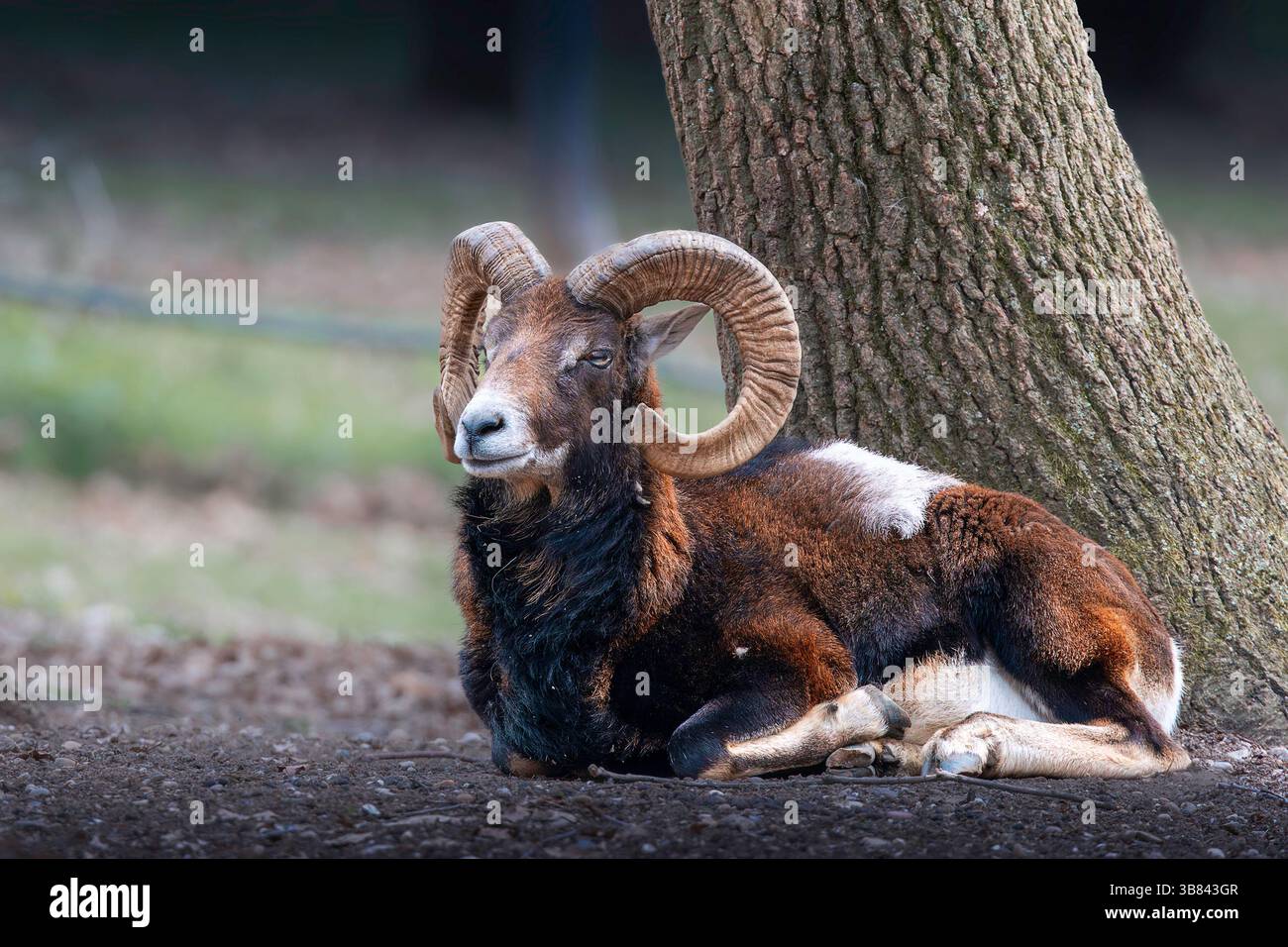 large mouflon ram resting on the ground near a large old tree (Ovis gmelini) Stock Photo