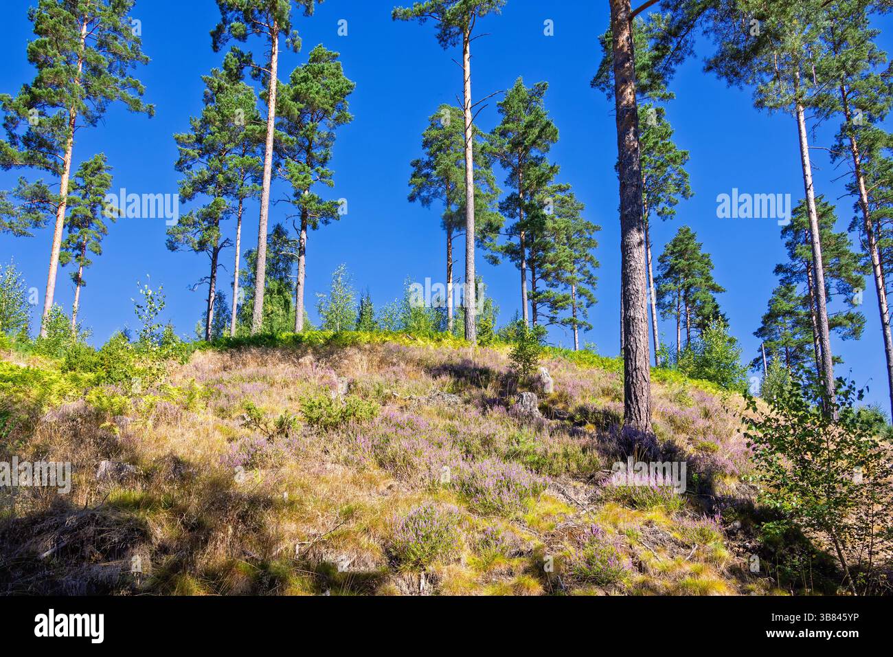 Pine trees against a blue sky on a hill with flowering heather on the ground Stock Photo