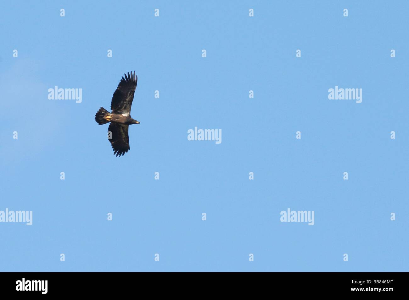 Golden Eagle in flight high up on blue sky Stock Photo