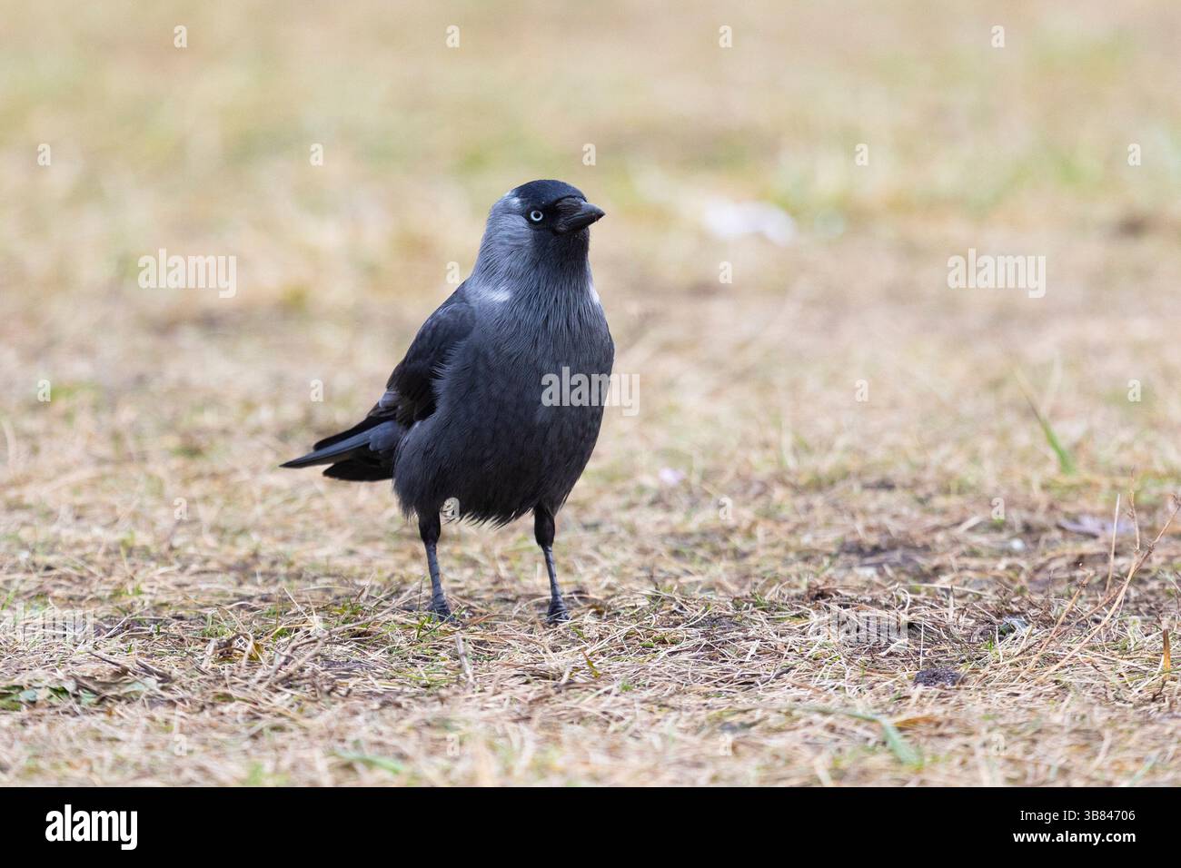 Gray Western jackdaw standing on the ground Stock Photo