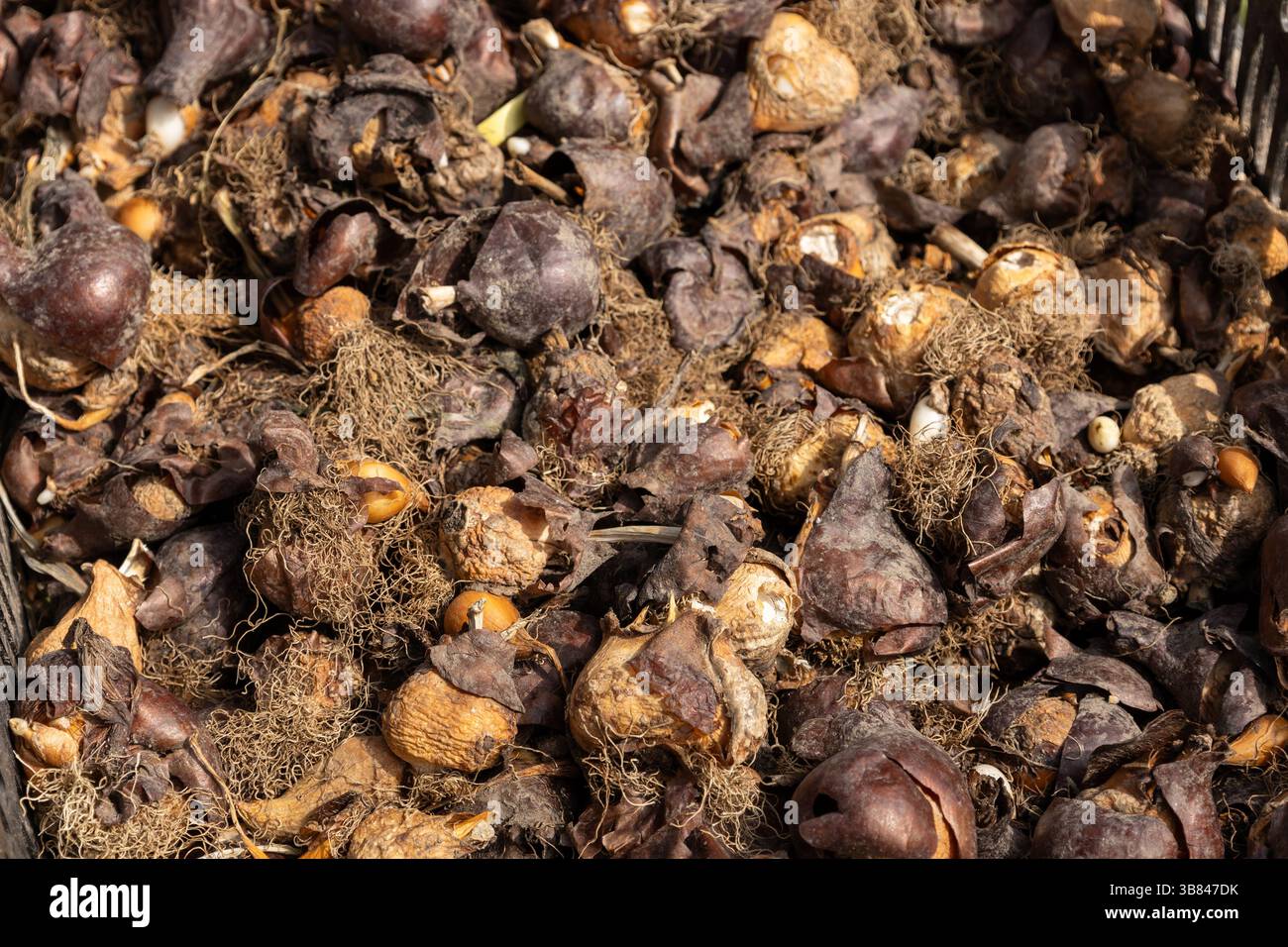 tulip flower bulbs with roots and husks close-up, gardening and ...